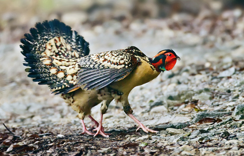 邵陽(yáng)諸多農(nóng)特產(chǎn)的發(fā)源地 關(guān)于家鄉(xiāng)的雪峰山你了解多少？