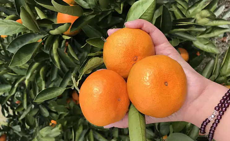 邵陽(yáng)諸多農(nóng)特產(chǎn)的發(fā)源地 關(guān)于家鄉(xiāng)的雪峰山你了解多少？