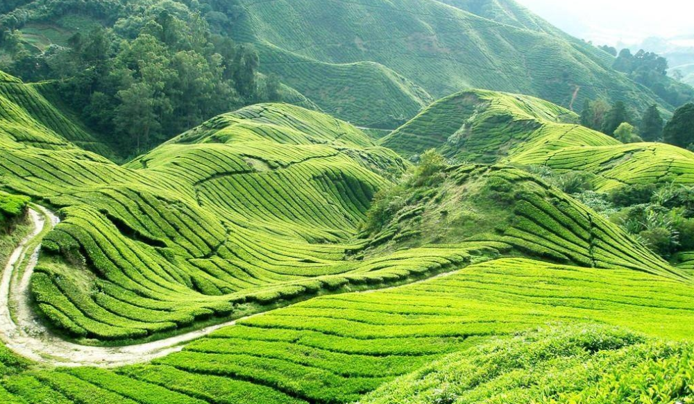 邵陽(yáng)諸多農(nóng)特產(chǎn)的發(fā)源地 關(guān)于家鄉(xiāng)的雪峰山你了解多少？