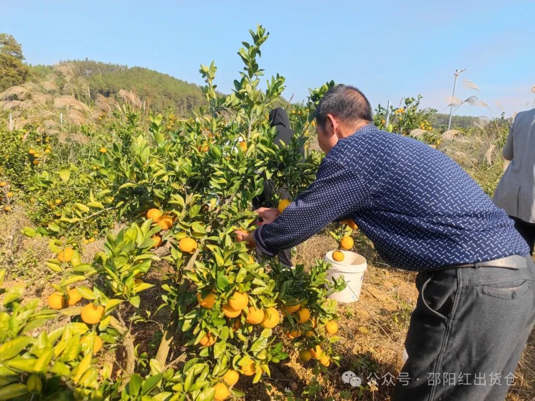 “蜜桔香氣飄萬里，一品甘甜雪峰桔”
