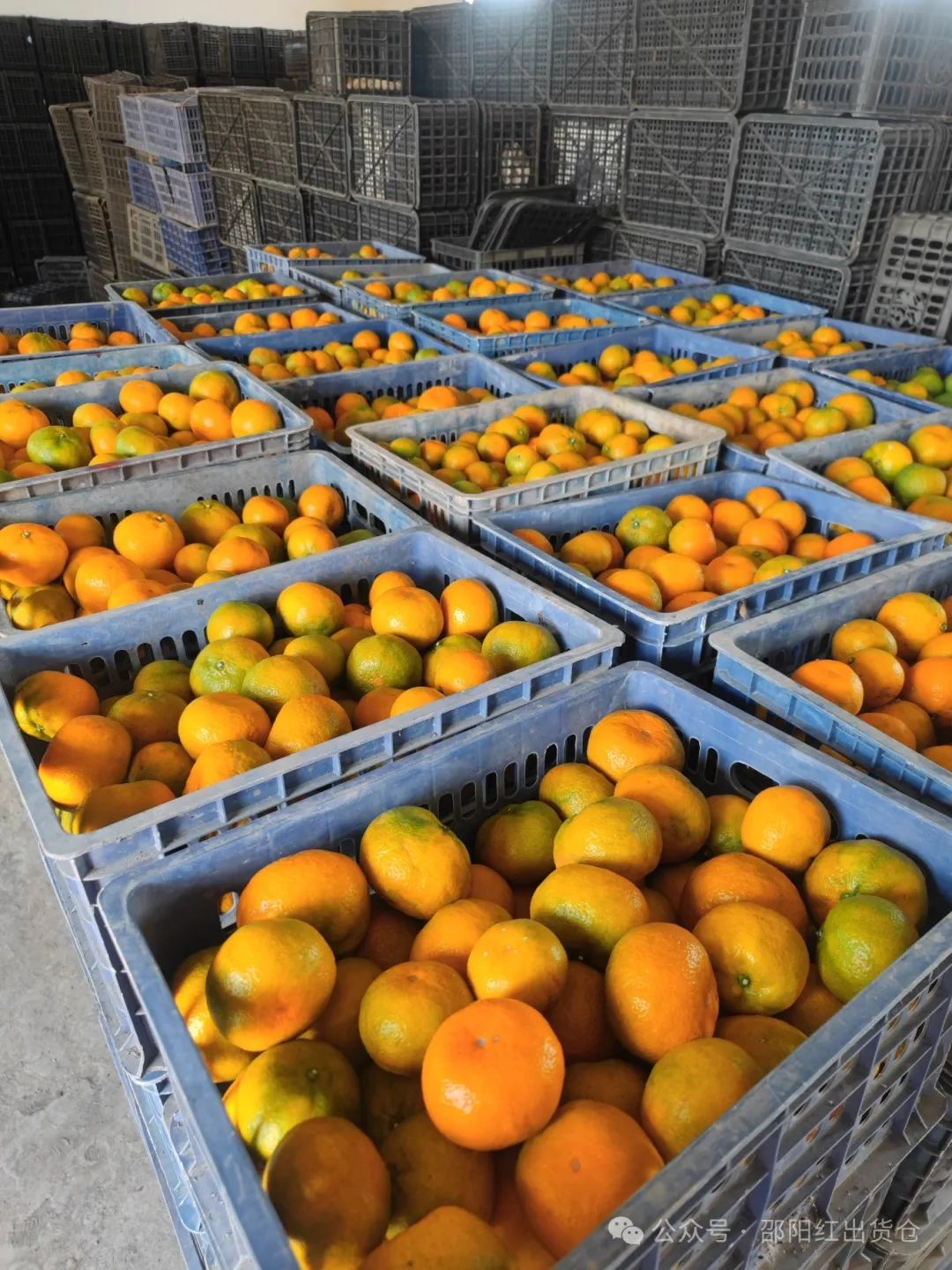 “蜜桔香氣飄萬里，一品甘甜雪峰桔”